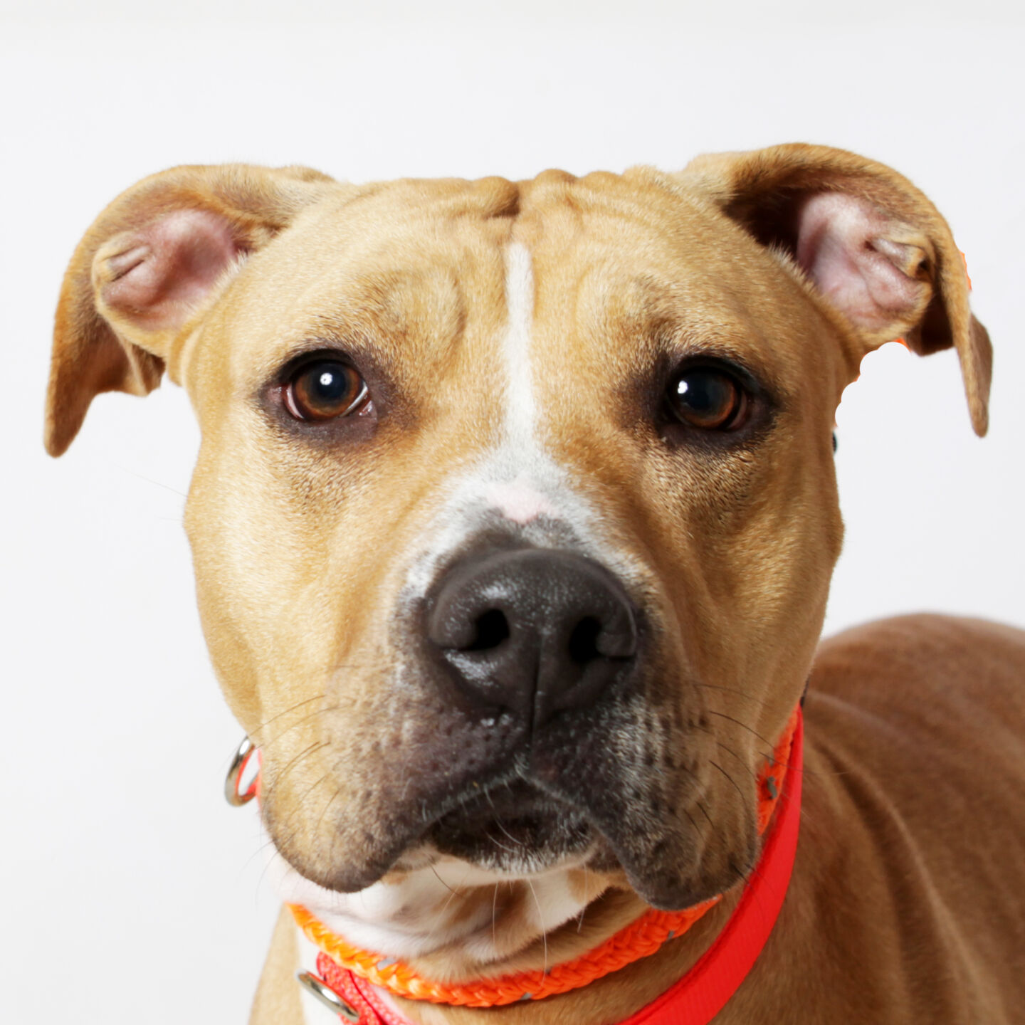 Martin County Pet of the Week - Week of Nov. 27, 2020